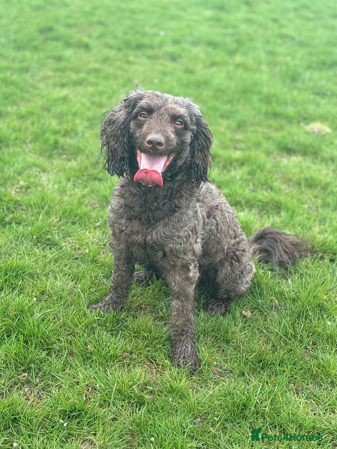 Sproodle dogs for sale: 10 fb2 Sproodles puppies  - Image 1