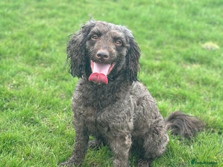 Sproodle dogs - Advert 23