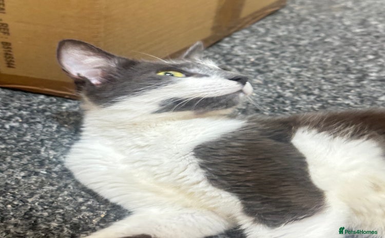 Domestic Shorthair cats - Advert 12