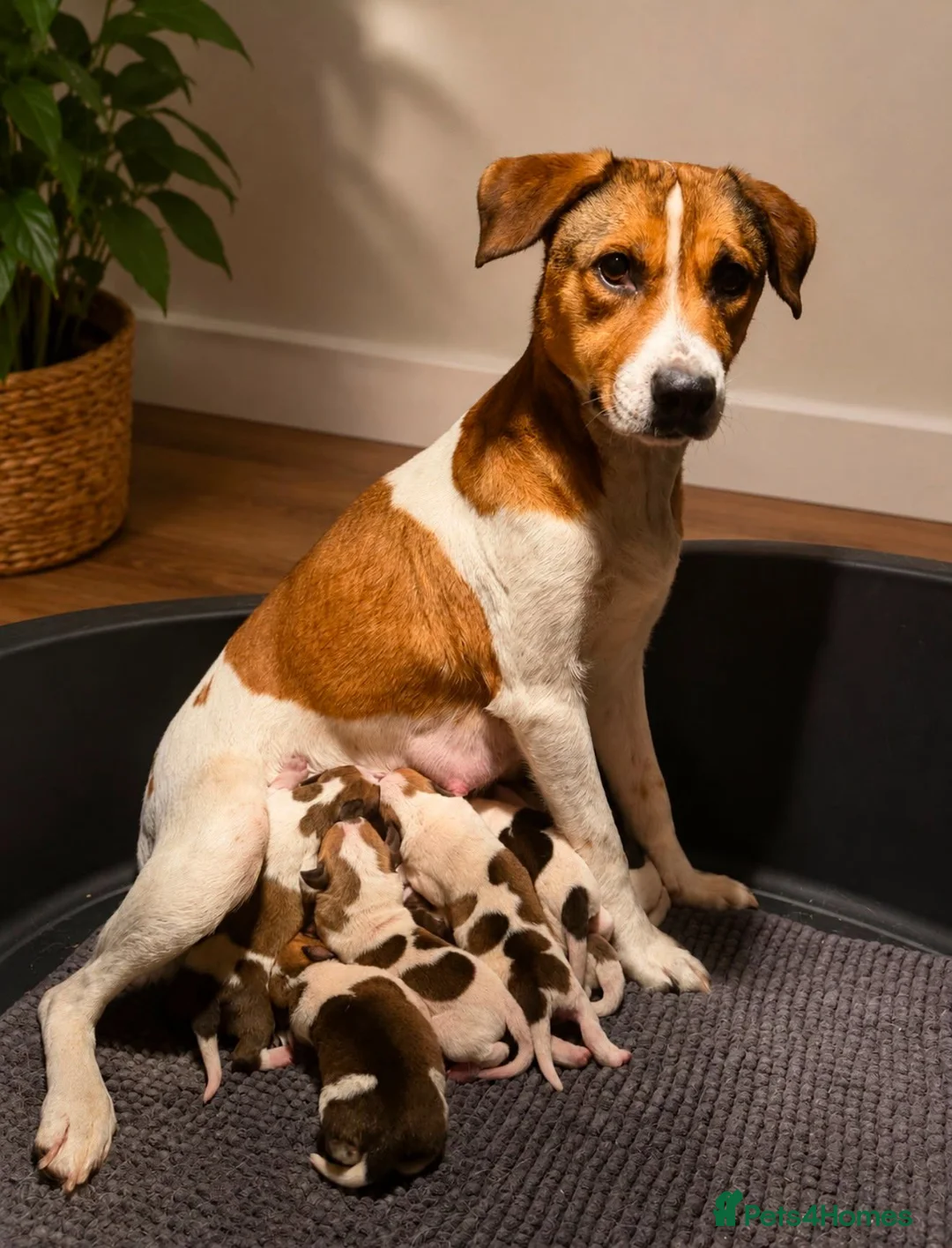 Mixed Breed dogs for sale: Beautiful Beagle Puppies - Advert 1