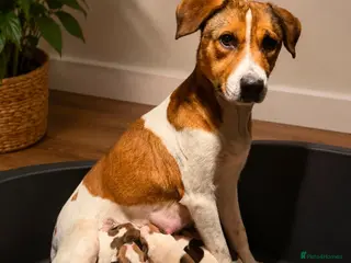 Mixed Breed dogs Beautiful Beagle Puppies - Advert 2