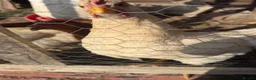 Chickens poultry for sale: 2 roosters  - Advert 4