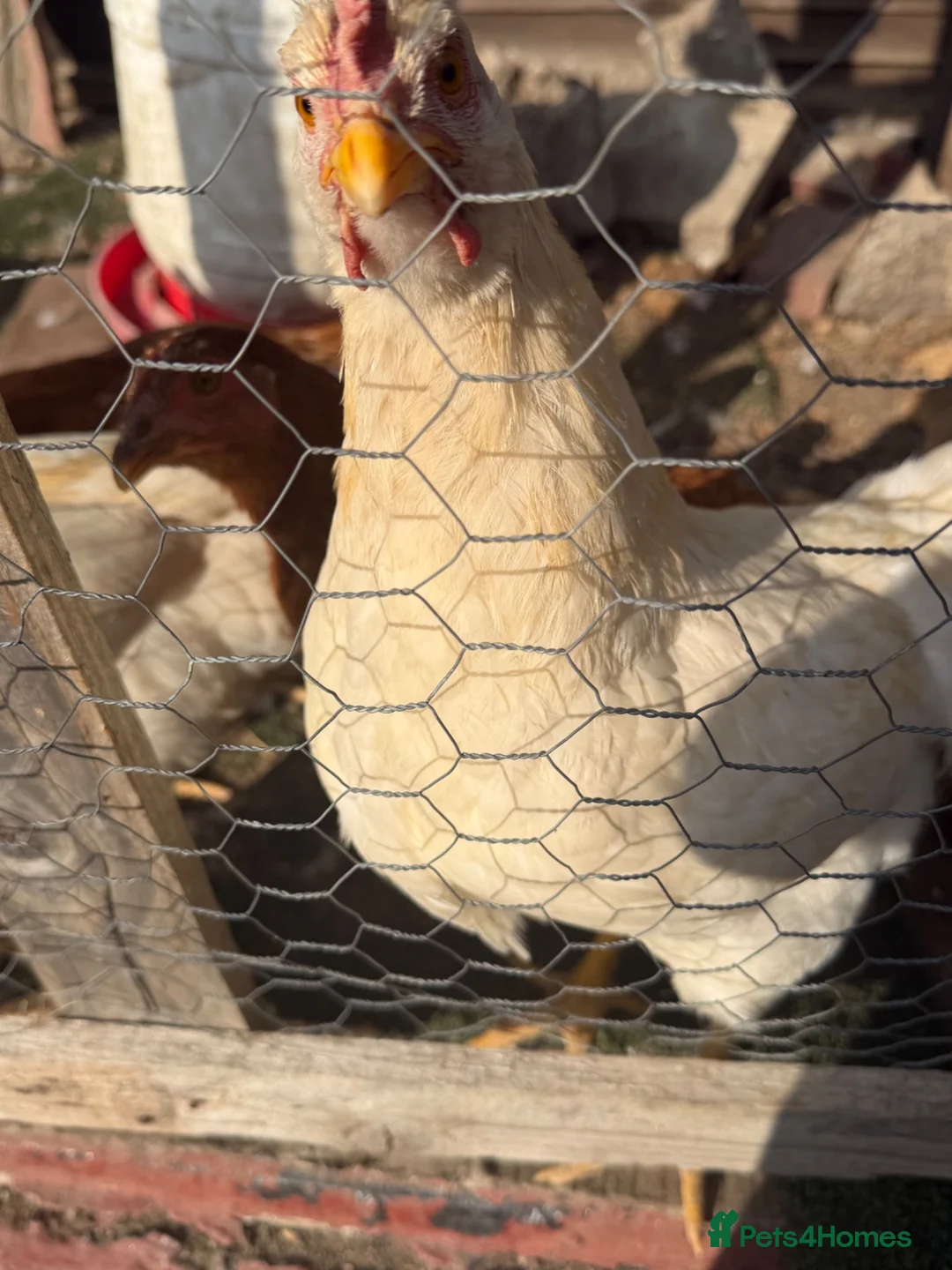 Chickens poultry for sale: 2 roosters  - Advert 4
