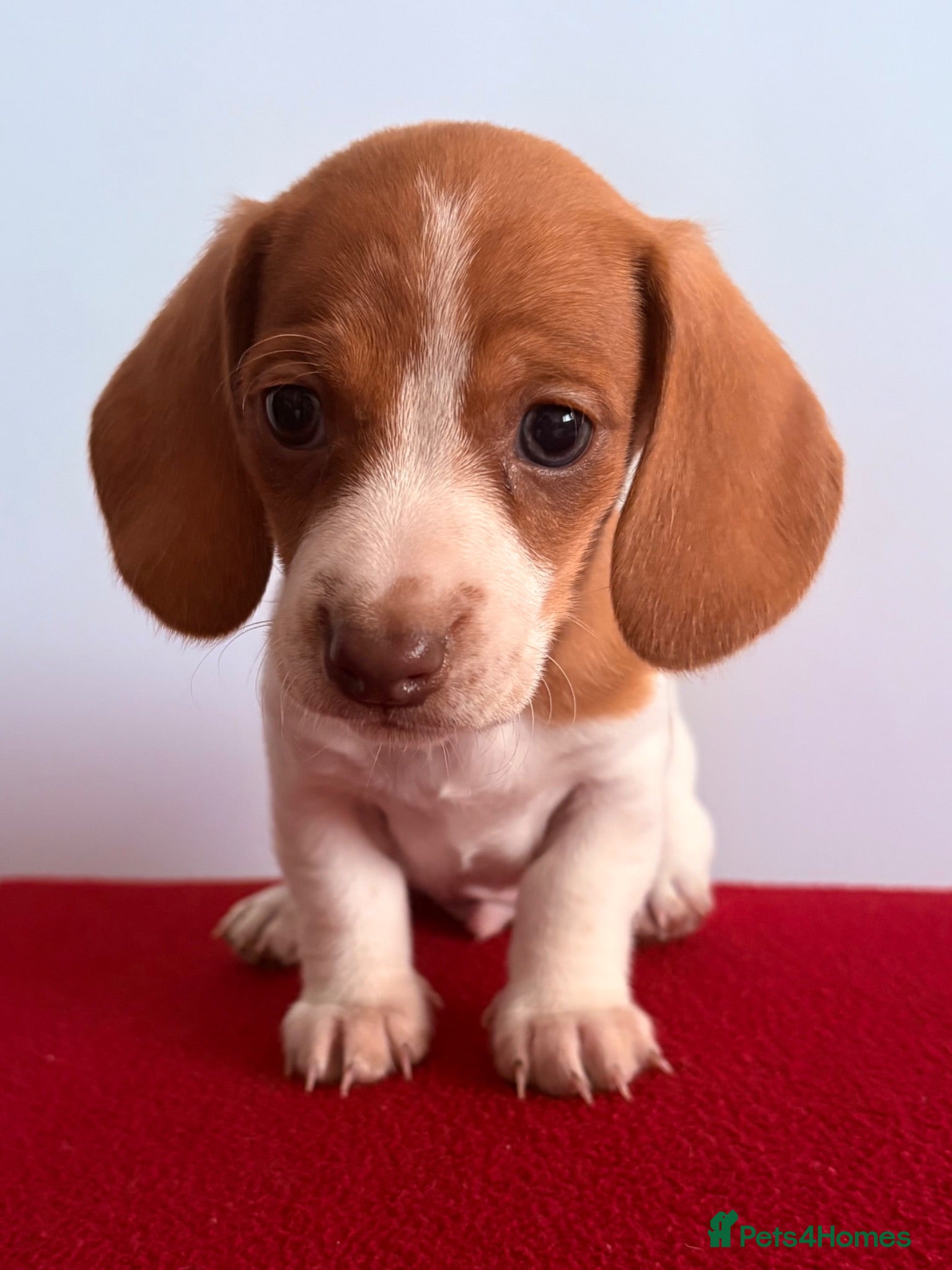 Miniature Dachshund dogs ⭐️💕miniature dachshund pups⭐️💕 - Advert 1