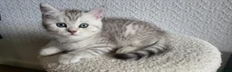 Scottish Fold cats for sale: Adorable Scottish fold kittens - Advert 15