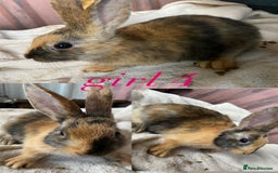 Rex rabbits for sale: lion head x velvet rex babies  - Image 9