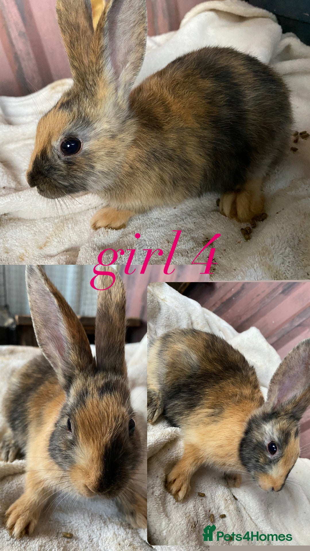 Rex rabbits for sale: lion head x velvet rex babies  - Image 9