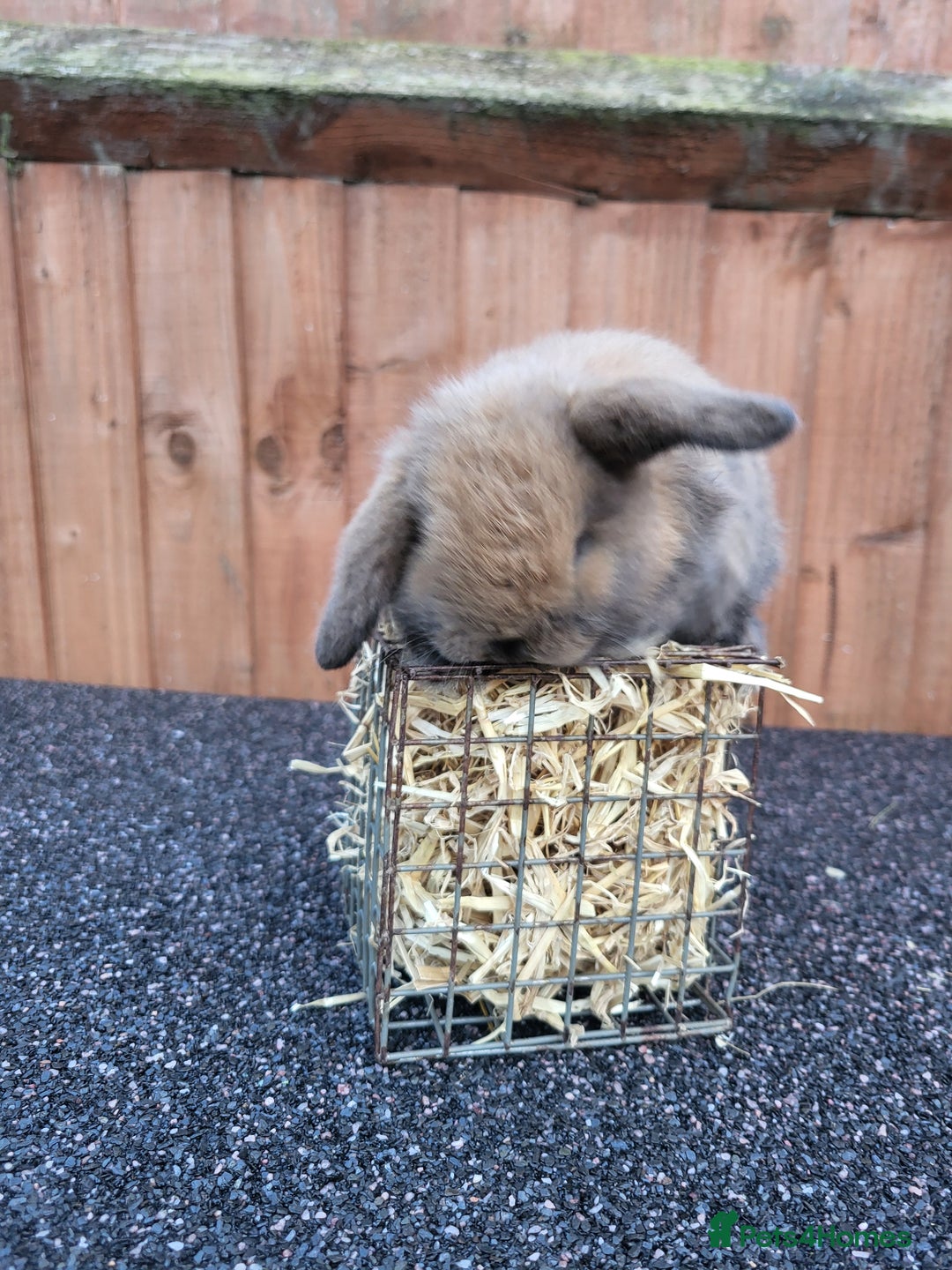Mini Lop rabbits for sale: Mini lops 2 litters 2 + 5 - Image 6