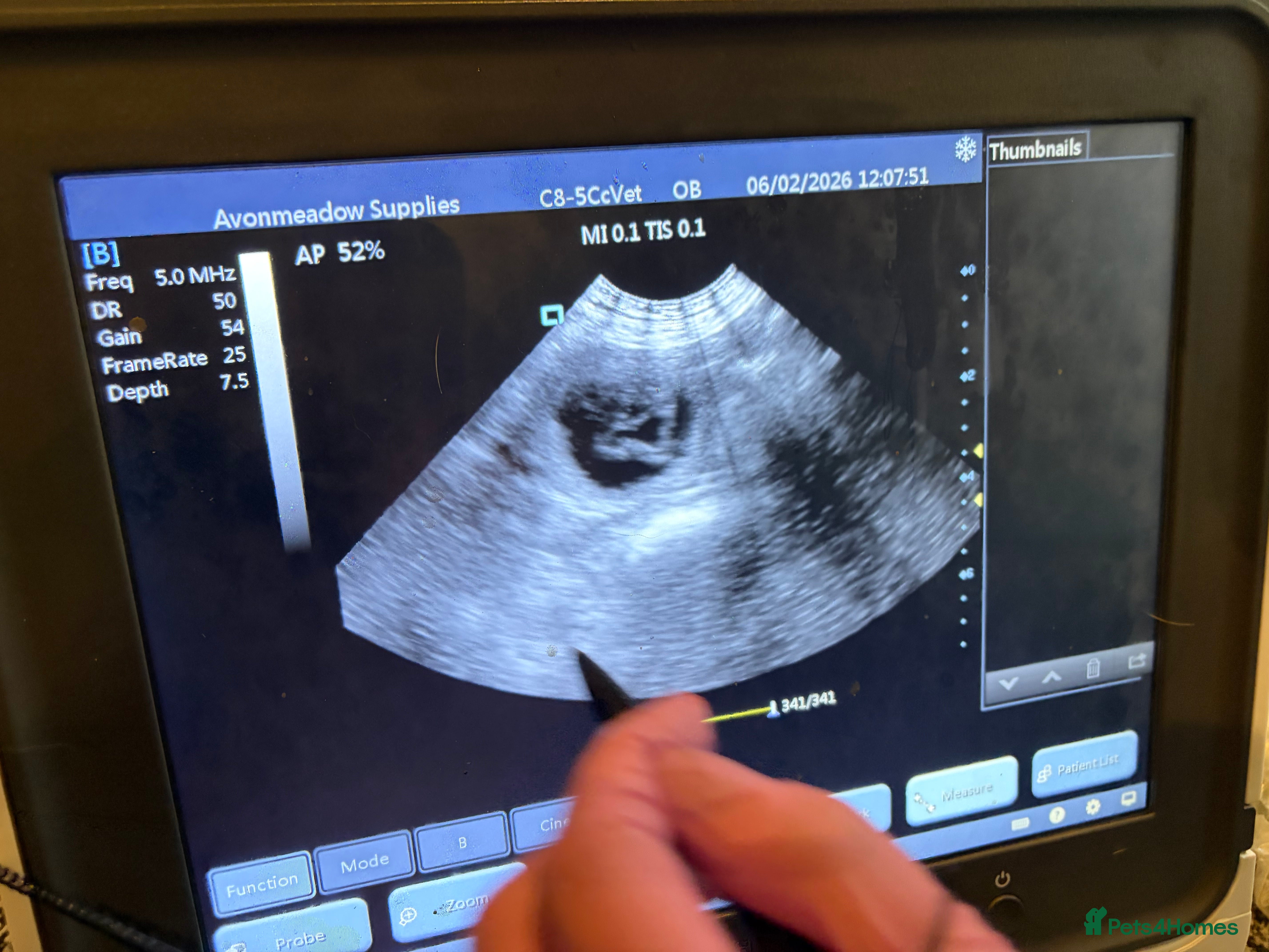 Labrador Retriever dogs DUE SOON 🐶 KC REGISTERED LABRADOR PUPPIES 🐶  - Advert 3