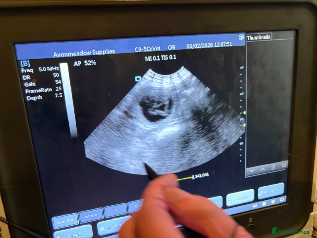 Labrador Retriever dogs for sale: DUE SOON 🐶 KC REGISTERED LABRADOR PUPPIES 🐶  - Advert 1