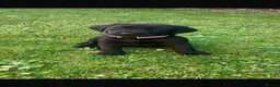 Labrador Retriever dogs for sale: RKC Black Labrador Puppies for Sale - Advert 6