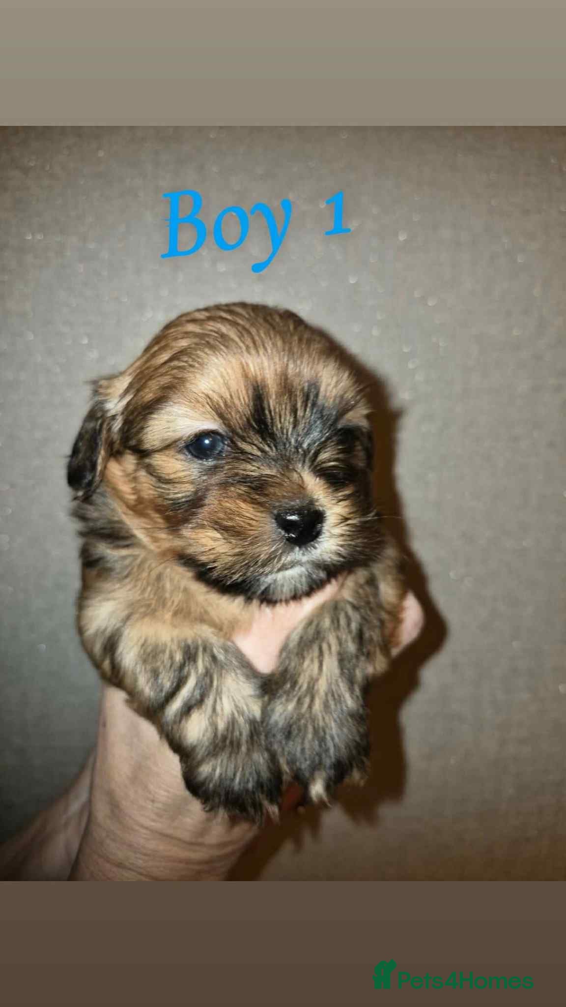 Mixed Breed dogs La-pom  pups VIEWING NOW - Advert 16