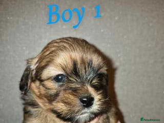 Mixed Breed dogs La-pom pups VIEWING NOW - Advert 17