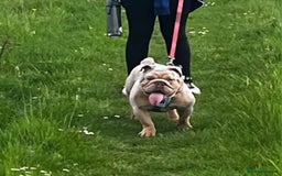 English Bulldog dogs for sale: English bulldog (3 yrs old). - Image 1