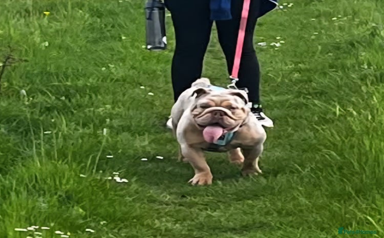 English Bulldog dogs - Advert 1