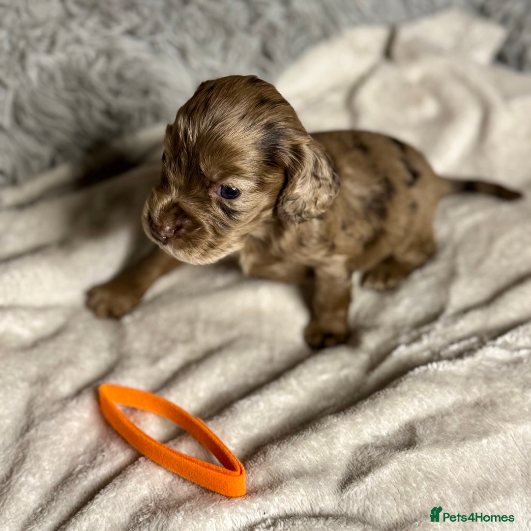 Cocker Spaniel dogs for sale: 🐶THE 8 MISFITS of SHEER BEAUTY🐶 - Advert 19