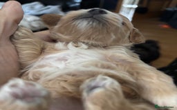 Maltipoo dogs for sale: F1 maltipoo puppies  - Image 9
