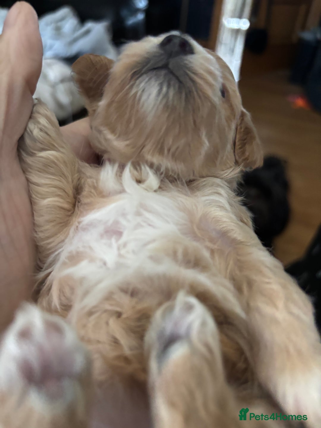 Maltipoo dogs for sale: F1 maltipoo puppies  - Image 9