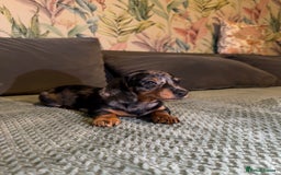 Miniature Dachshund dogs for sale: 2 male 1 female Miniature Dachshund  - Advert 12