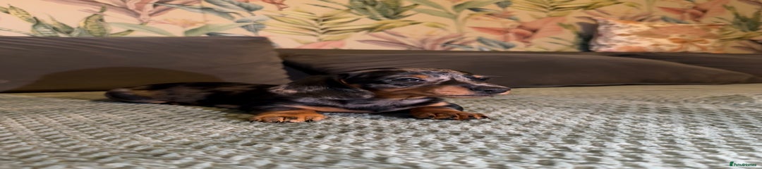 Miniature Dachshund Puppy 3