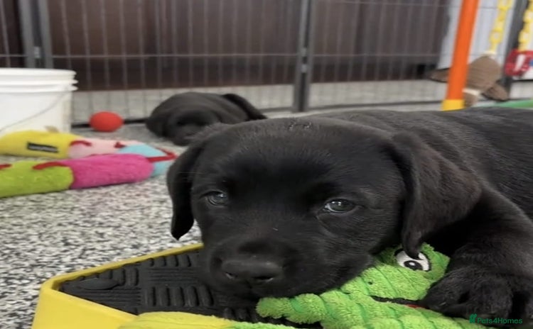 Labrador Retriever dogs Labrador puppies  - Advert 1