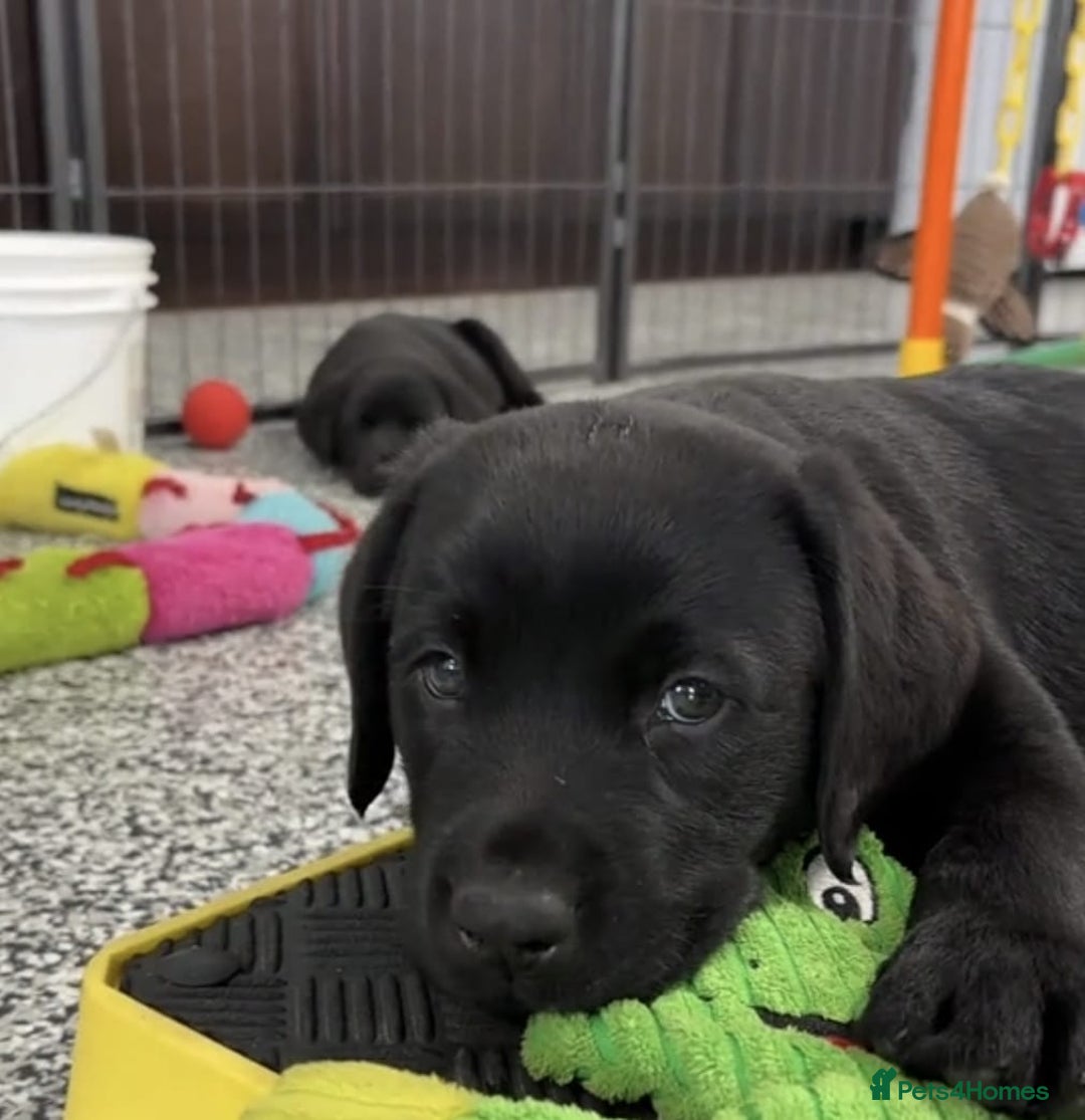 Labrador Retriever dogs for sale: Labrador puppies  - Advert 1