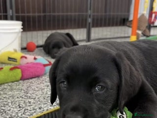 Labrador Retriever dogs Labrador puppies - Advert 1