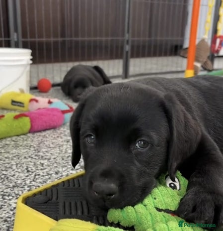 Labrador Retriever dogs Labrador puppies - Advert 6