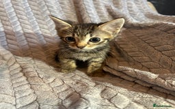 Russian Blue cats for sale: 6 beautiful kittens ❤️ - Image 20