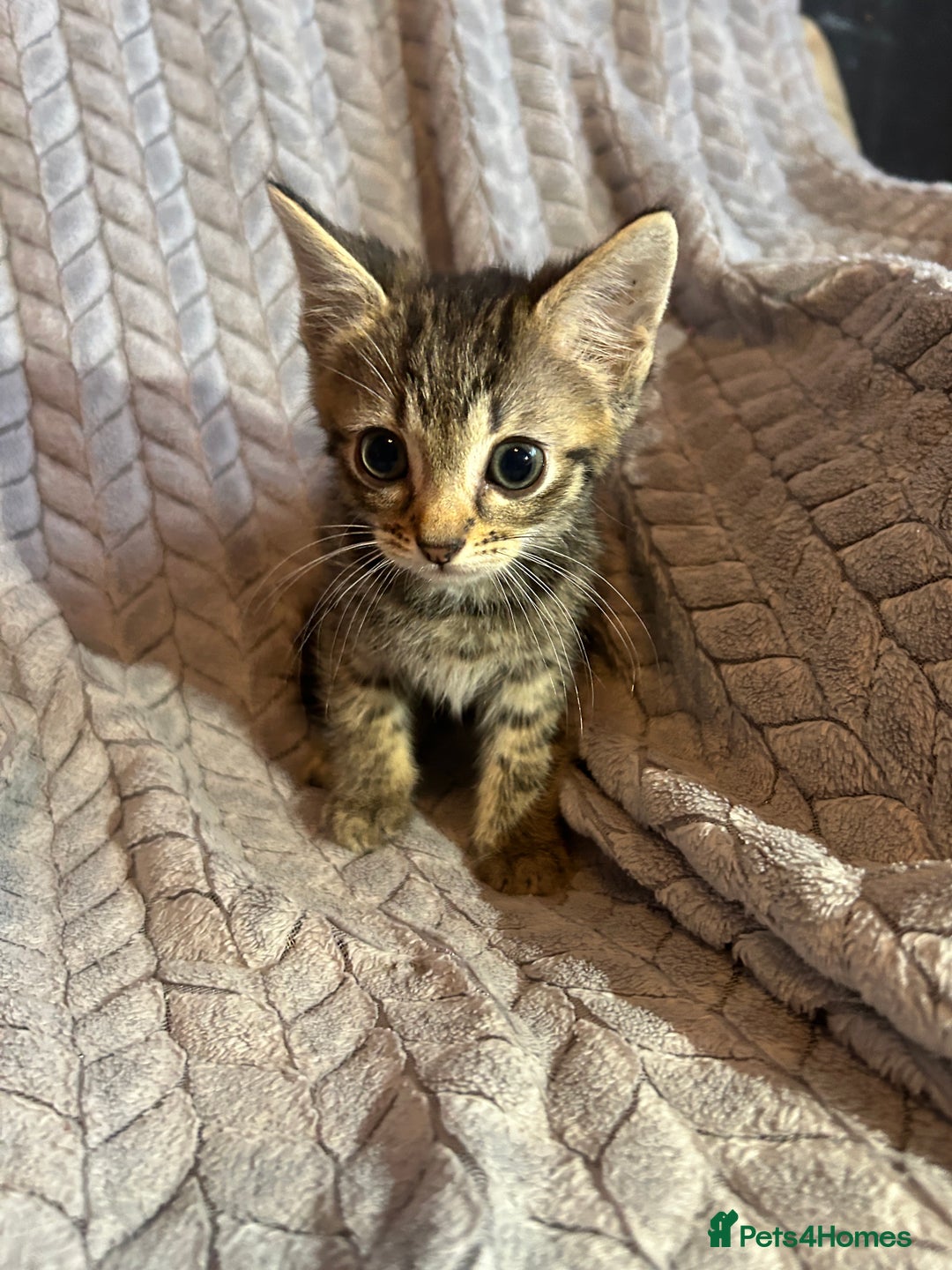Russian Blue cats for sale: 6 beautiful kittens ❤️ - Image 20