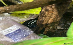 Gecko reptiles for sale: 3 mixed gold dust day geckos & 2 poison dart frogs - Advert 5