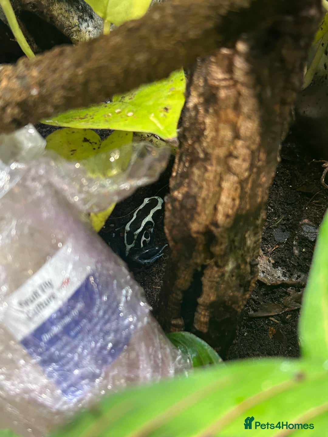 Gecko reptiles for sale: 3 mixed gold dust day geckos & 2 poison dart frogs - Advert 5