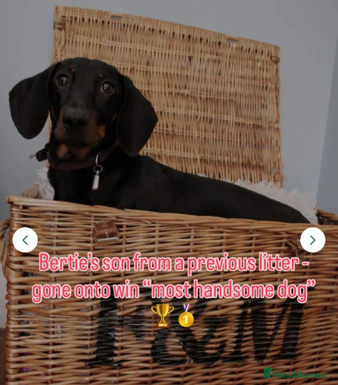 Miniature Dachshund dogs for stud: Squirty Bertie Stud Dog  - Advert 7