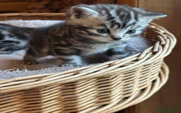 British Shorthair cats for sale: Silver Tabby also Brown Spotted Kittens - Image 10