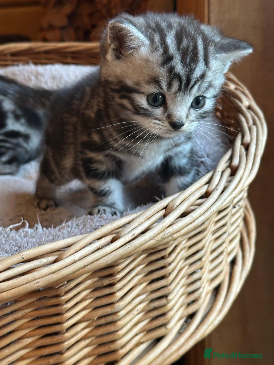British Shorthair cats for sale: Silver Tabby also Brown Spotted Kittens - Image 10