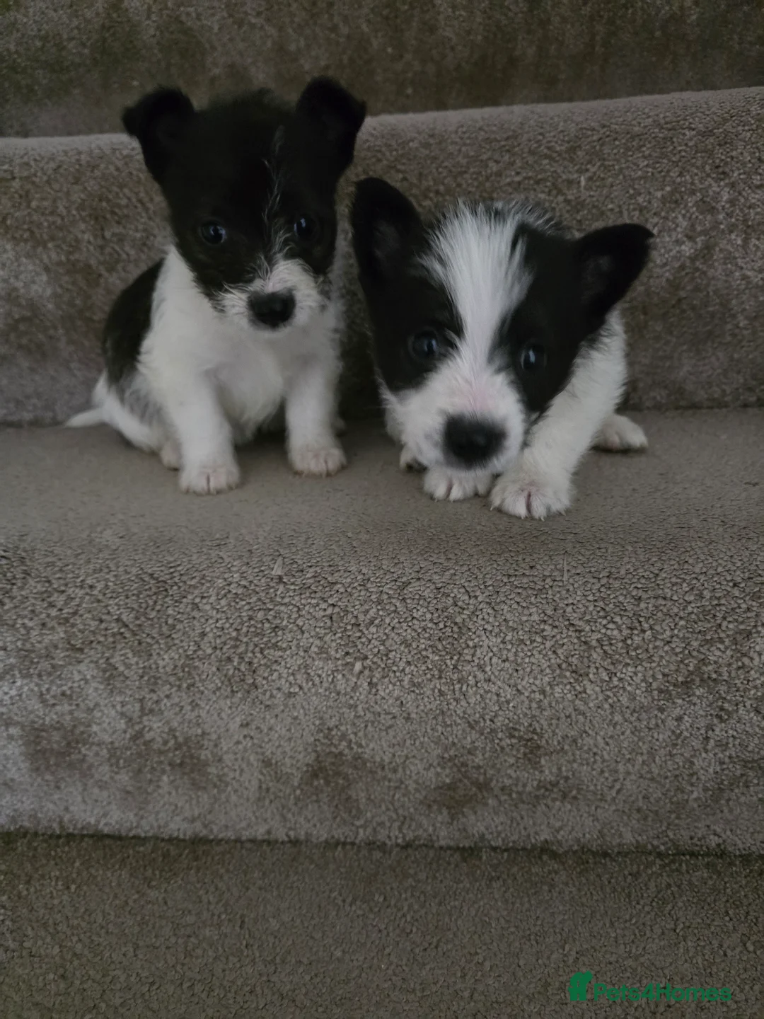 Mixed Breed dogs for sale: Malchi puppies for sale  - Advert 7