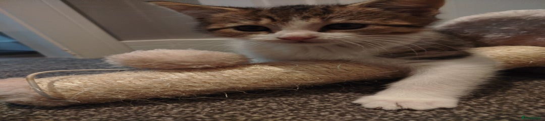 Mixed Breed Kitten 1