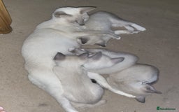 Snowshoe cats for sale: Rare Pedigree Snowshoe Kittens  - Image 7