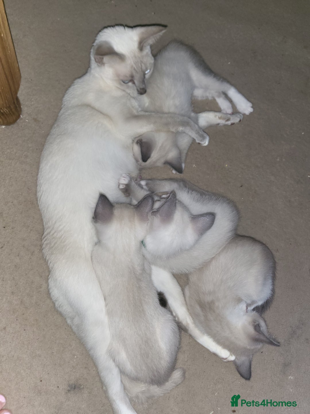 Snowshoe cats for sale: Rare Pedigree Snowshoe Kittens  - Image 7