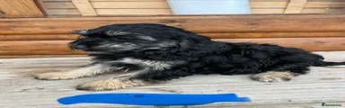 Cockapoo 5