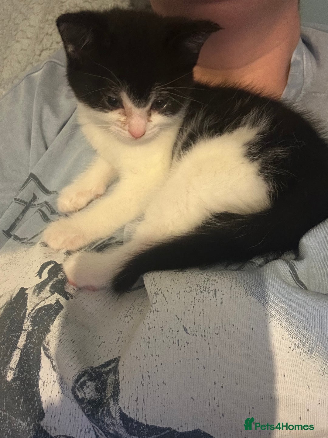 Mixed Breed cats for sale: Kitten for sale - Image 19