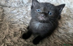 Russian Blue cats for sale: Russian blue mix  - Image 24