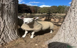 Sheep livestock for sale: 5x lambs for sale - Image 1