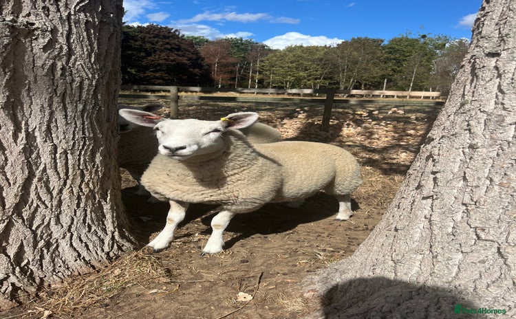 Sheep livestock - Advert 1