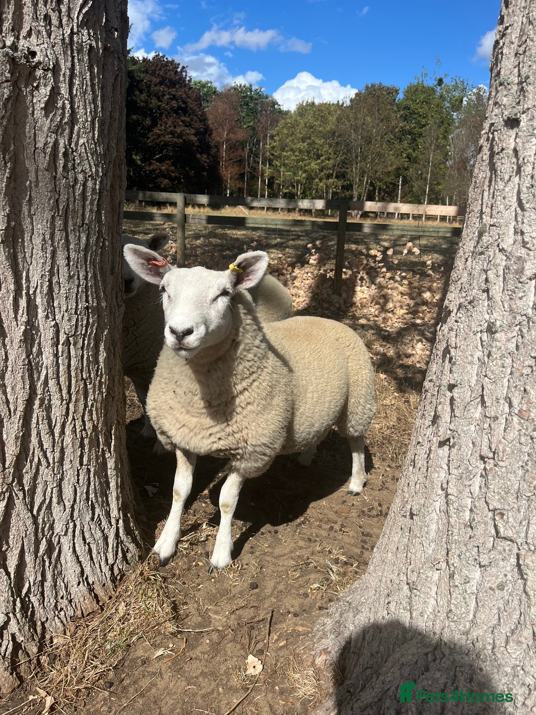 Sheep livestock for sale: 5x lambs for sale - Image 1