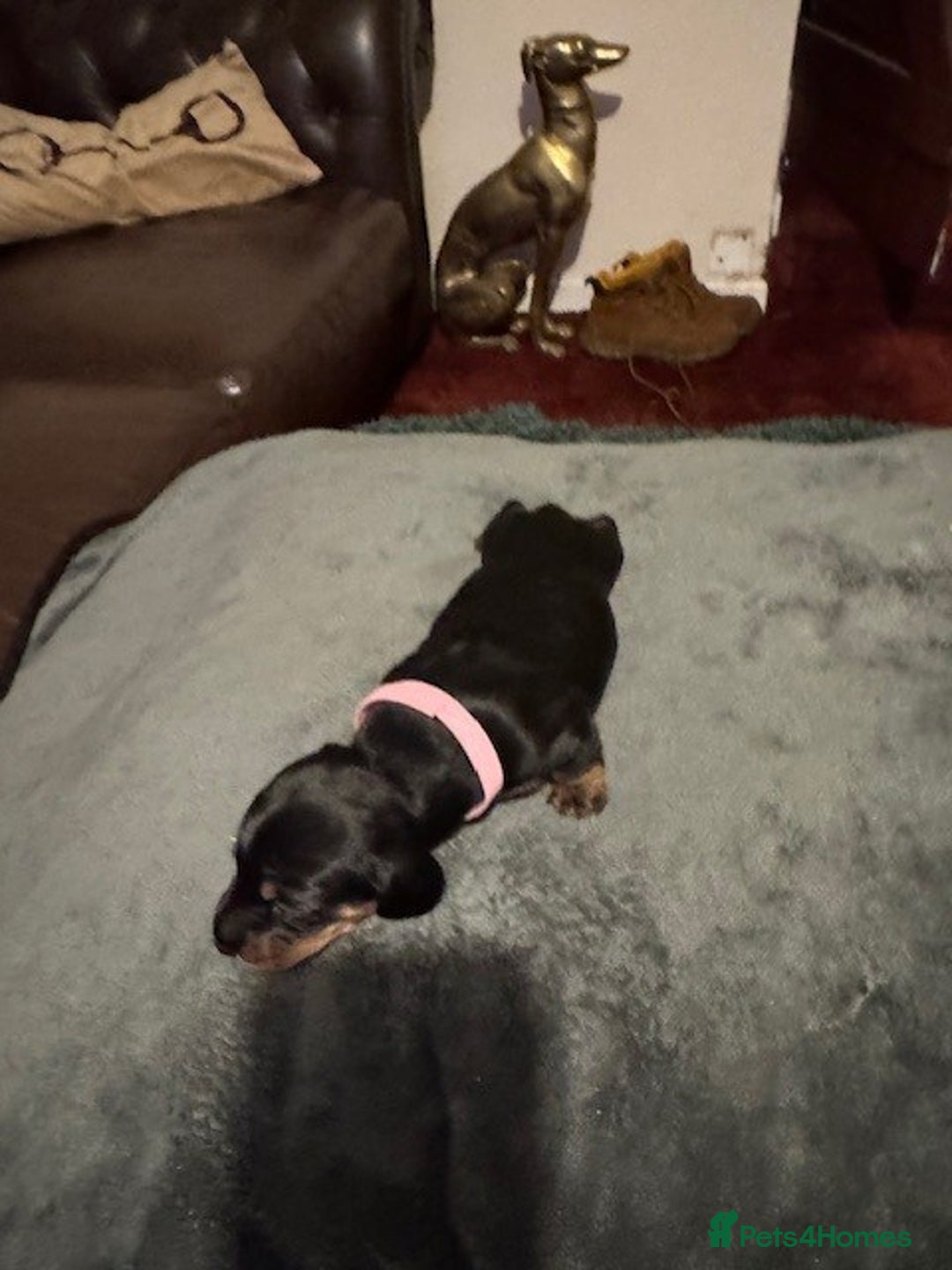 Miniature Dachshund dogs for sale: Adorable KC Reg smooth coated mini Dachshunds - Image 18