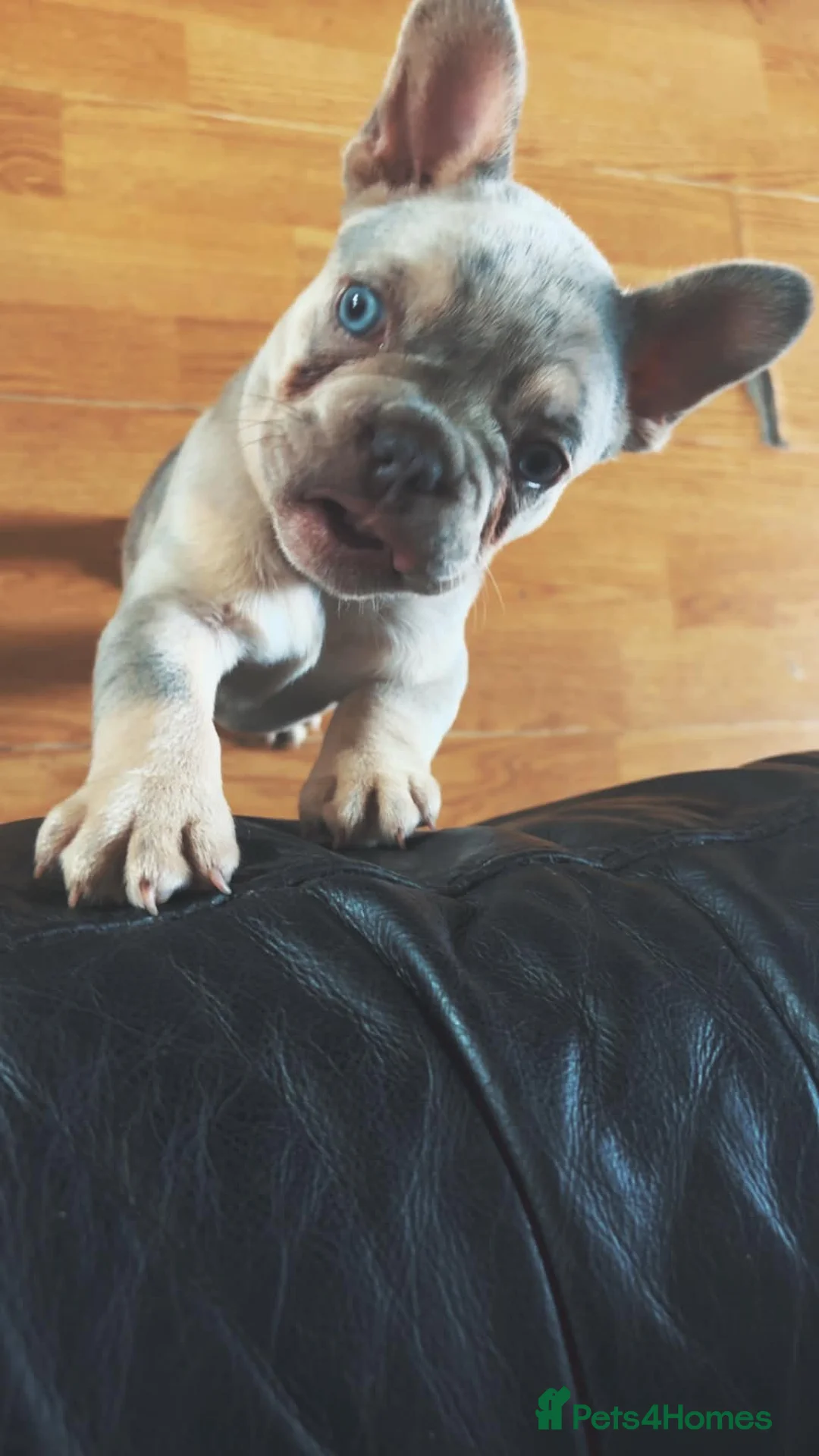 French Bulldog dogs for sale: French bull dog puppy’s looking for home in Sunderland - Advert 2
