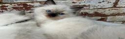 Ragdoll cats for sale: 🐾 Pure Ragdoll Kittens 🐾 - Advert 18