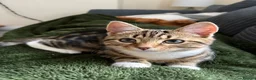 Mixed Breed cats for sale: Dennis  in Bury - Advert 4