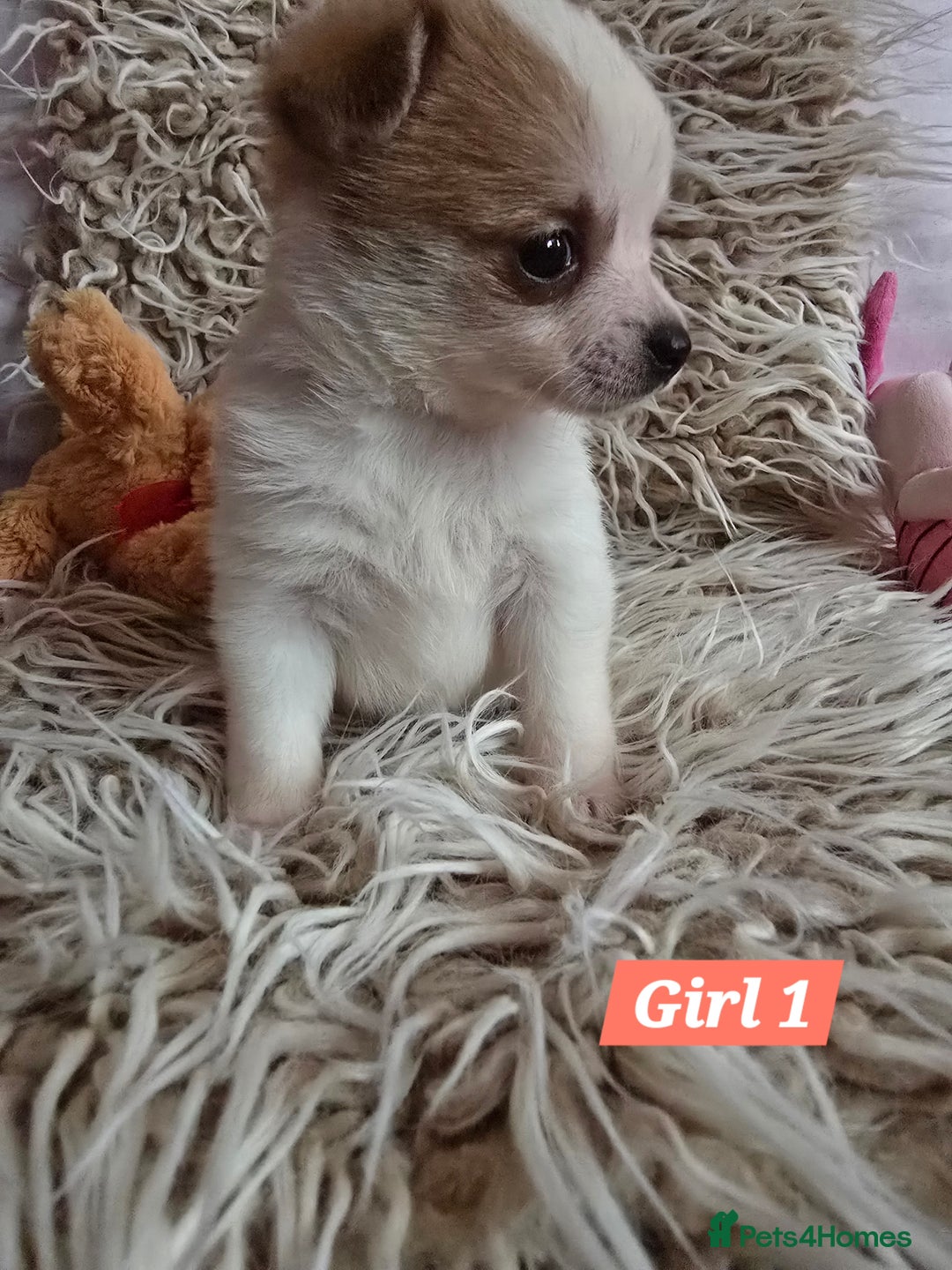 Pomchi dogs for sale: Beautiful Pomchi Puppy's ❤️  - Advert 24